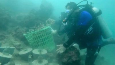 Bersama Pengelola Objek Wisata, Pemko Sabang Percantik Ekosistem Laut