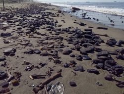 Pesisir Meureubo Hancur Akibat Limbah Batu Bara, Pemerintah Aceh jangan Diam