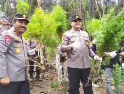 Kapolda Aceh Pimpin Pemusnahan 11 Hektare Tanaman Ganja di Aceh Besar