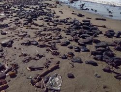 Terungkap, Pemilik Batu Bara Penyebab Tercemarnya Pesisir Aceh Barat