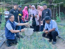 Sabang Kendalikan Inflasi dengan Tanaman Pangan Cepat Panen