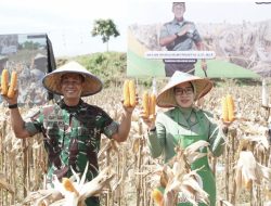 Di Tengah Situasi Elnino, Program I’M Jagong Kodam IM Sukses Panen Perdana