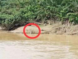 Awas, Ada Penampakan Buaya di Krueng Meureubo