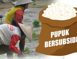 Distribusi Pupuk Bersubsidi di Aceh Tembus 140.910 Ton