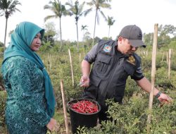 Panen Cabai di Kuta Cot Glie, Ini Pesan Pj Bupati Aceh Besar