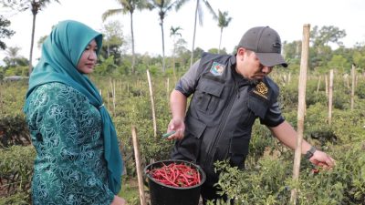 Panen Cabai di Kuta Cot Glie, Ini Pesan Pj Bupati Aceh Besar