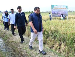 Di Lahan Lanud SIM, Pj Bupati Aceh Besar Bersama Forkopimda Panen Raya Padi