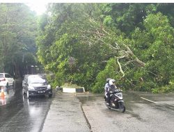 Pohon Tumbang Tutupi Jalan Nasional Banda Aceh-Lambaro