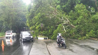 Pohon Tumbang Tutupi Jalan Nasional Banda Aceh-Lambaro