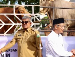 Presiden Jokowi dan Pj Gubernur Aceh Serahkan Sapi Kurban untuk Masjid Raya Baiturrahman dan Pijay