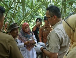 Salak Sabang Terkenal Enak, Harus Didukung Kemasan Menarik