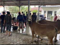 Hewan Kurban Gampong Ceurih Capai 31 Sapi 20 Kambing