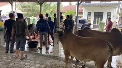 Hewan Kurban Gampong Ceurih Capai 31 Sapi 20 Kambing