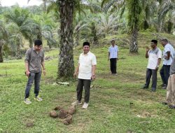 Konflik Gajah-Manusia di Aceh Barat Makin Parah