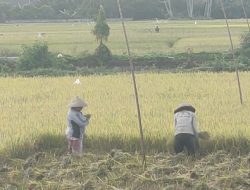 Petani Simpang Tiga Bersiap Panen Raya