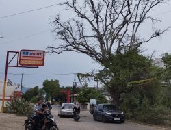 Pohon Asam Jawa di Lintas Lamreung Incar Korban, Mohon Respons Pak Bupati