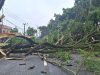 Dahan Pohon Patah Menutupi Badan Jalan ke Bandara SIM