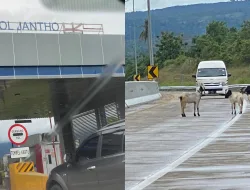 Gawat, Kambing “Berpesta” di Jalur Tol Blang Bintang-Jantho