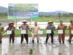 Aceh Besar Target 8 Ton Padi Per Hektar